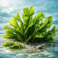 Wakame Algae